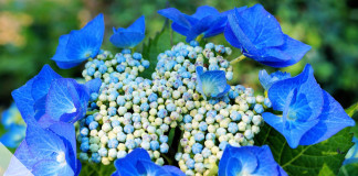 Tellerhortensie pflegen