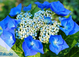 Tellerhortensie pflegen