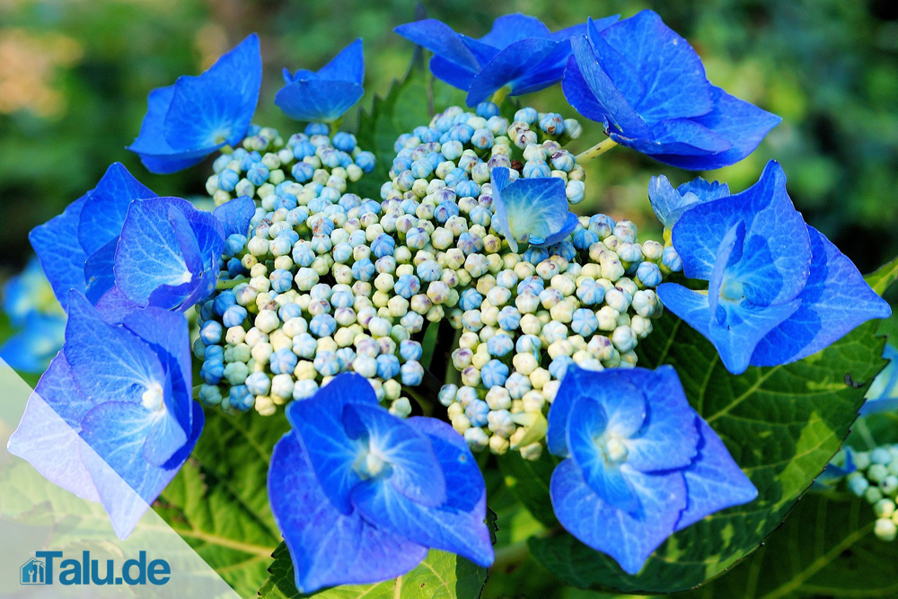 Tellerhortensie pflegen