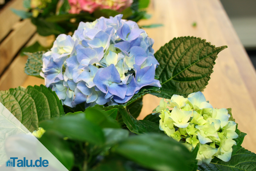 hortensie-kuebel