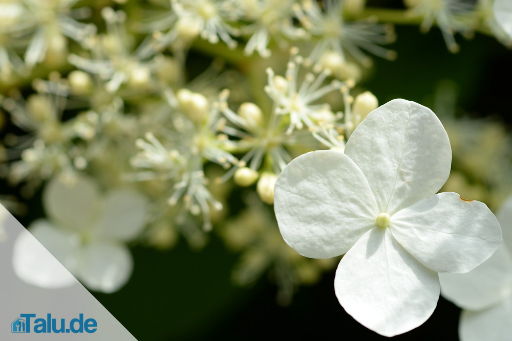 Kletterhortensie, Hydrangea petiolaris