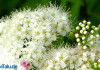 Kletterhortensie