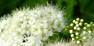 Kletterhortensie