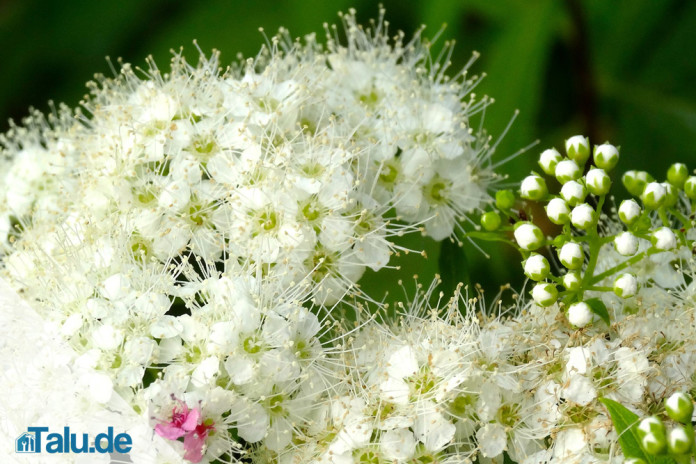 Kletterhortensie