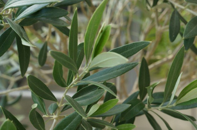 Adopt An Olive Tree Aceite De Oliva El Molino Adopt An Olive Tree Aceite De Oliva El Molino
