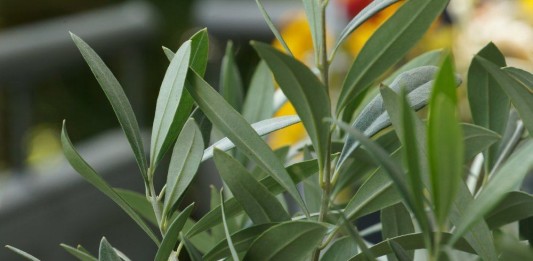 Olivenbaum Talu.de