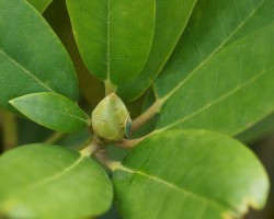 Rhododendron winterhart machen so überwintern sie Azaleen Talu.de
