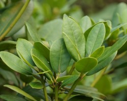 43+ Rhododendron Winterhart Machen, Sie können über viele jahre im