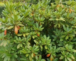 Rhododendron winterhart machen so überwintern sie Azaleen Talu.de