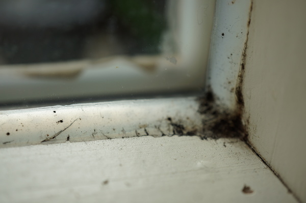 Früh am Morgen Wasser am Fenster und erster Schimmel