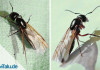 Fliegende Ameisen loswerden