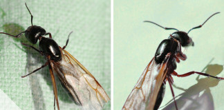 Fliegende Ameisen loswerden