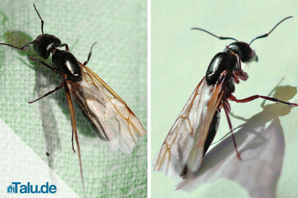 Fliegende Ameisen Im Haus Ursache