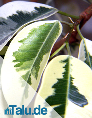 Ficus benjamina