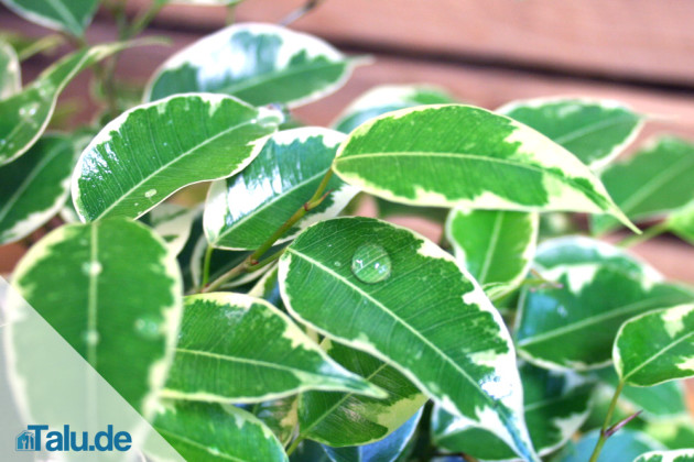 Birkenfeige - alles über die Pflege des Ficus Benjamini - Talu.de