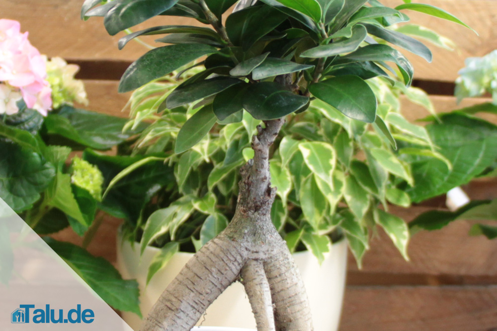 Ficus Ginseng pflegen