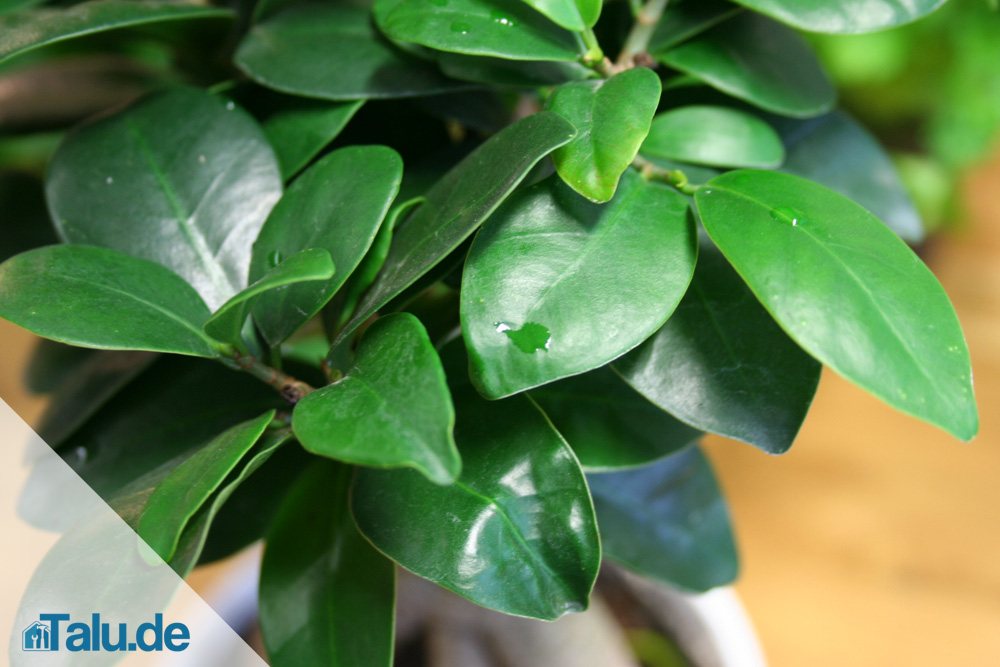 Ficus-Ginseng