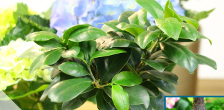Ficus Ginseng pflegen