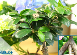 Ficus Ginseng pflegen