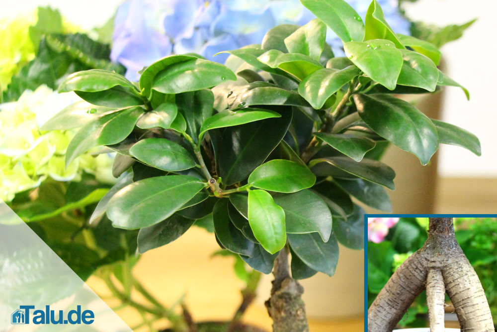 Ficus Ginseng pflegen