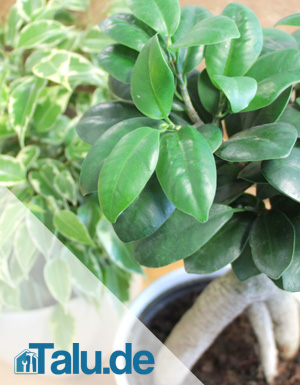 Ficus-Varianten