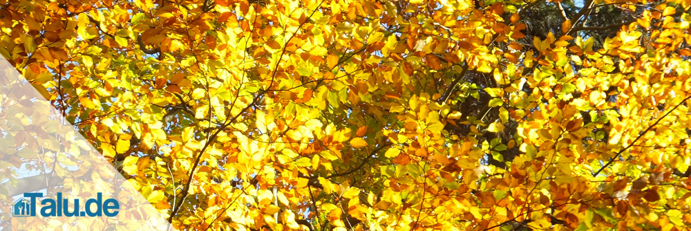 Herbst
