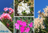 Oleander Pflege