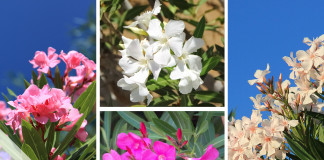 Oleander Pflege