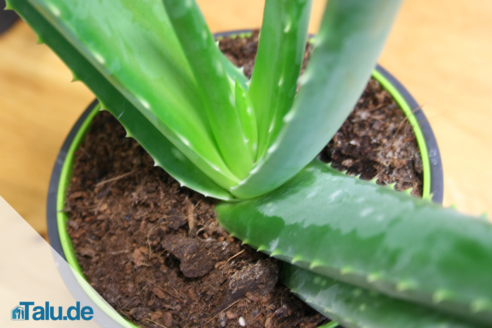 Aloe Vera Pflanze