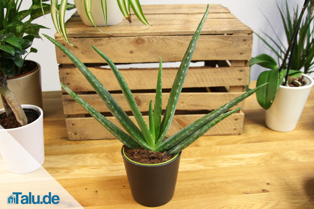 Aloe Vera Pflanze