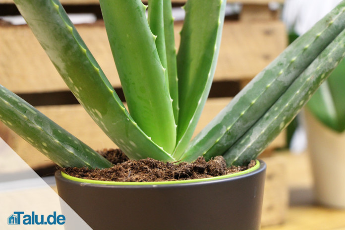 Aloe Vera Pflanze - alles über die Pflege - Talu.de