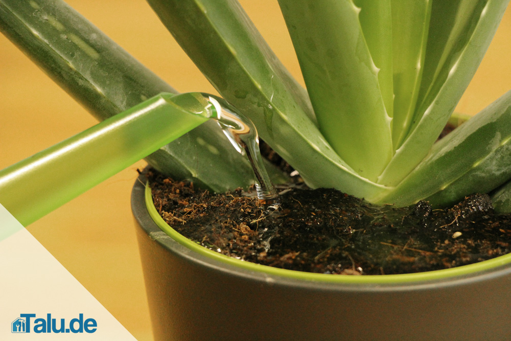 Aloe Vera gießen
