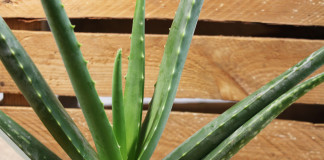 Aloe Vera Pflege