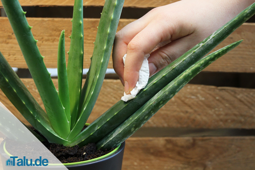 Aloe Vera pflegen