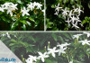 Jasmin-Pflanze