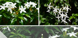 Jasmin-Pflanze