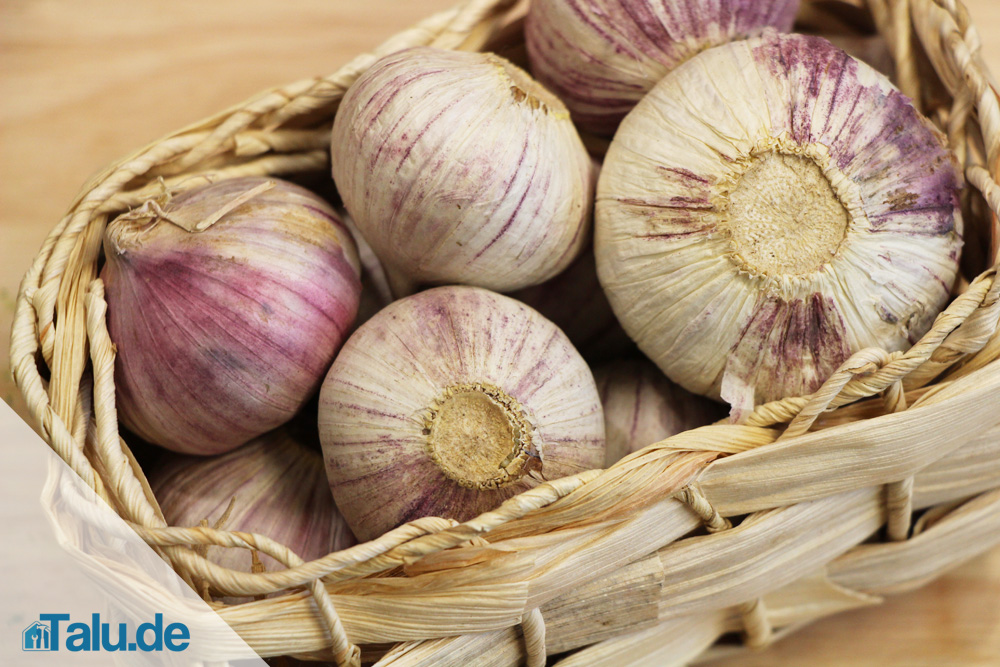 Knoblauch