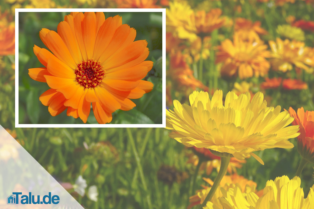 Ringelblume