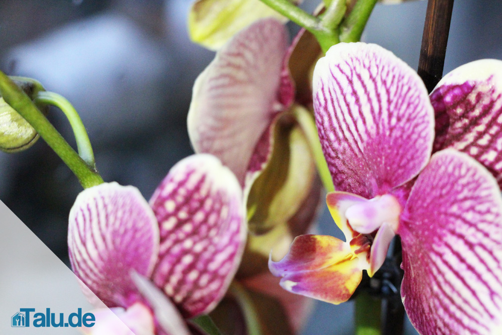 Orchidee