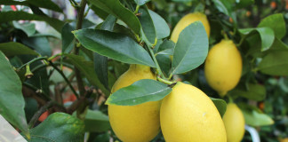 Zitronenbaum pflegen