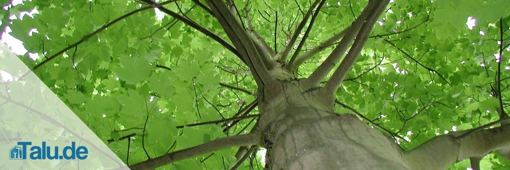 Ahornbaum