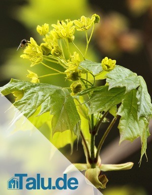 Blüte