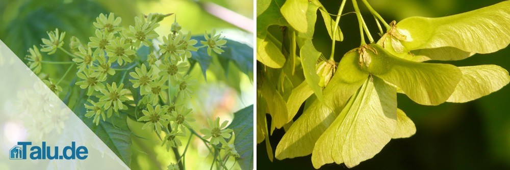 Ahornblüte und Früchte