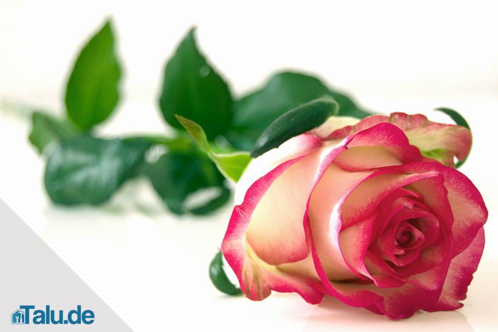 Edelrose