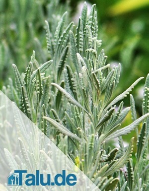 Französischer Lavendel