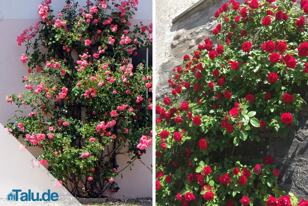 Kletterrose