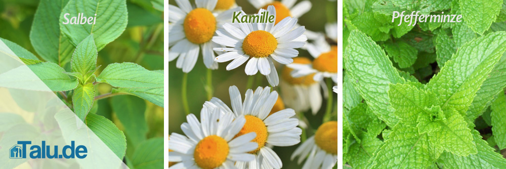 Kräuter