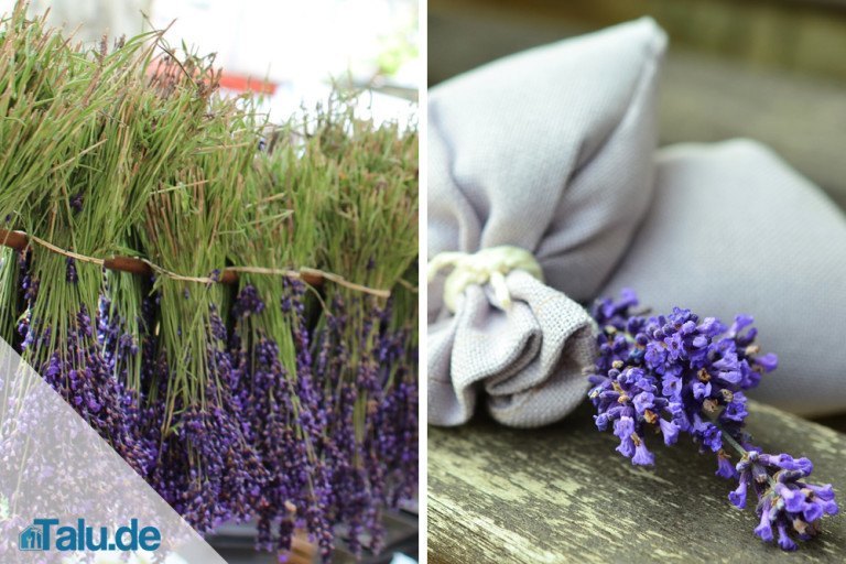 Lavendel trocknen - Zeitpunkt zum Lavendelblüten ernten - Talu.de