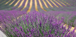 Lavendel pflanzen