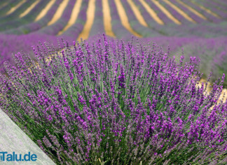 Lavendel pflanzen
